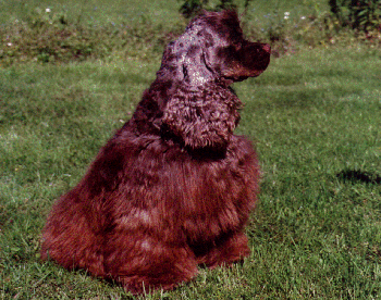 Bailey