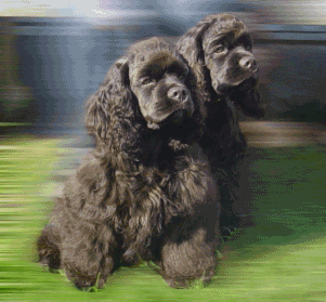 Dixie & Turbo