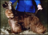 Click for pedigree