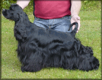 Click for pedigree