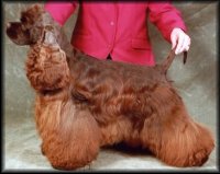Click for pedigree