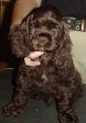 Fredde