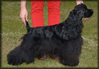 Click for pedigree