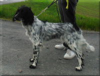 Lilli