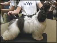 Click for pedigree