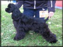 Click for pedigree