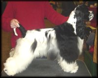 Click for pedigree