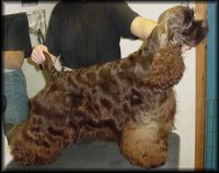 Click for pedigree