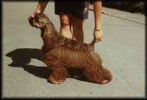 Click for pedigree