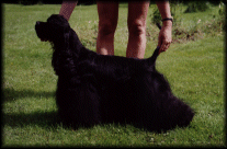 Click for pedigree