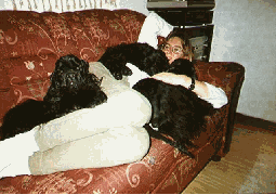 Nina at home in the sofa with our dogs