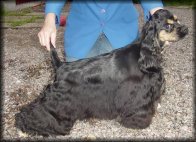 Click for pedigree